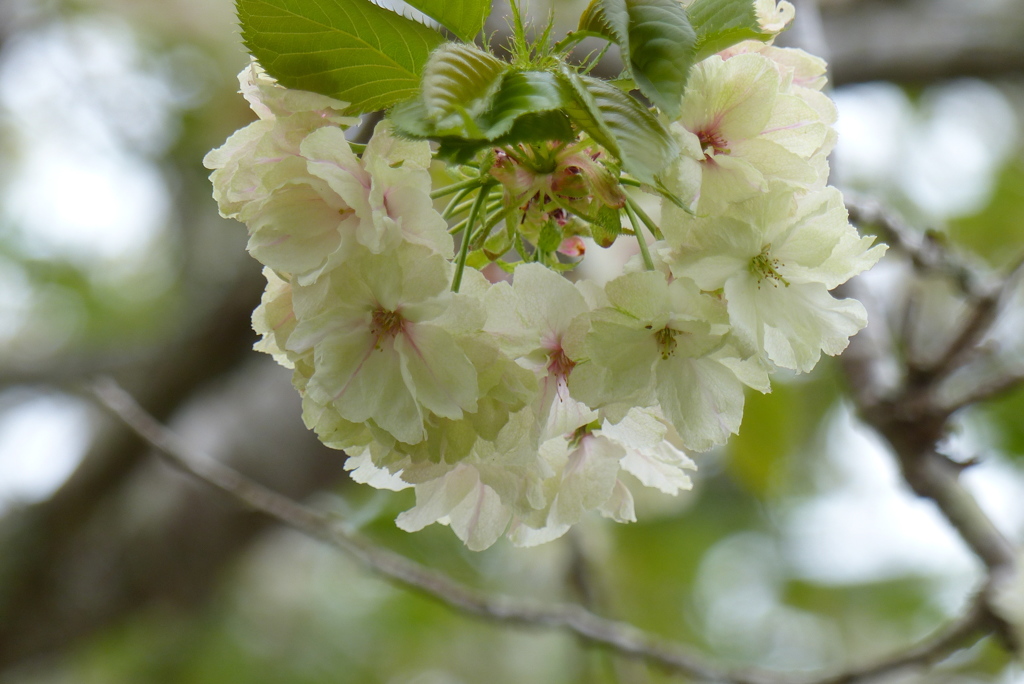 もしかしてあの桜　2