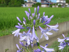 アガパンサス　という花だそうです。