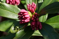 沈丁花
