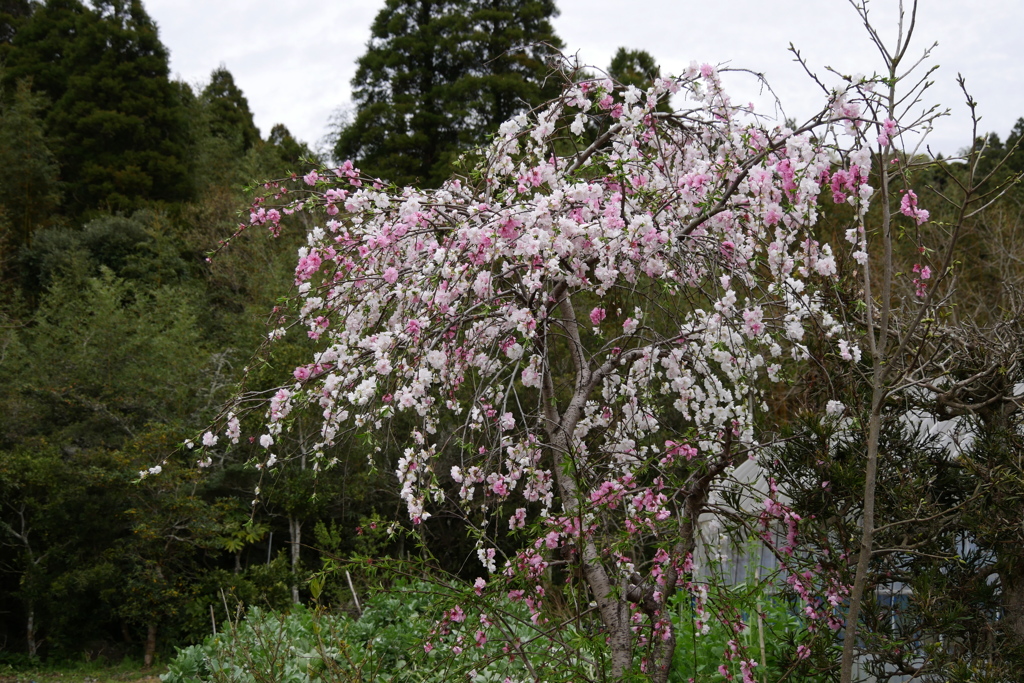 花桃