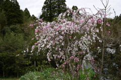 花桃