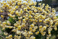ミツマタの花
