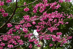 寒緋桜