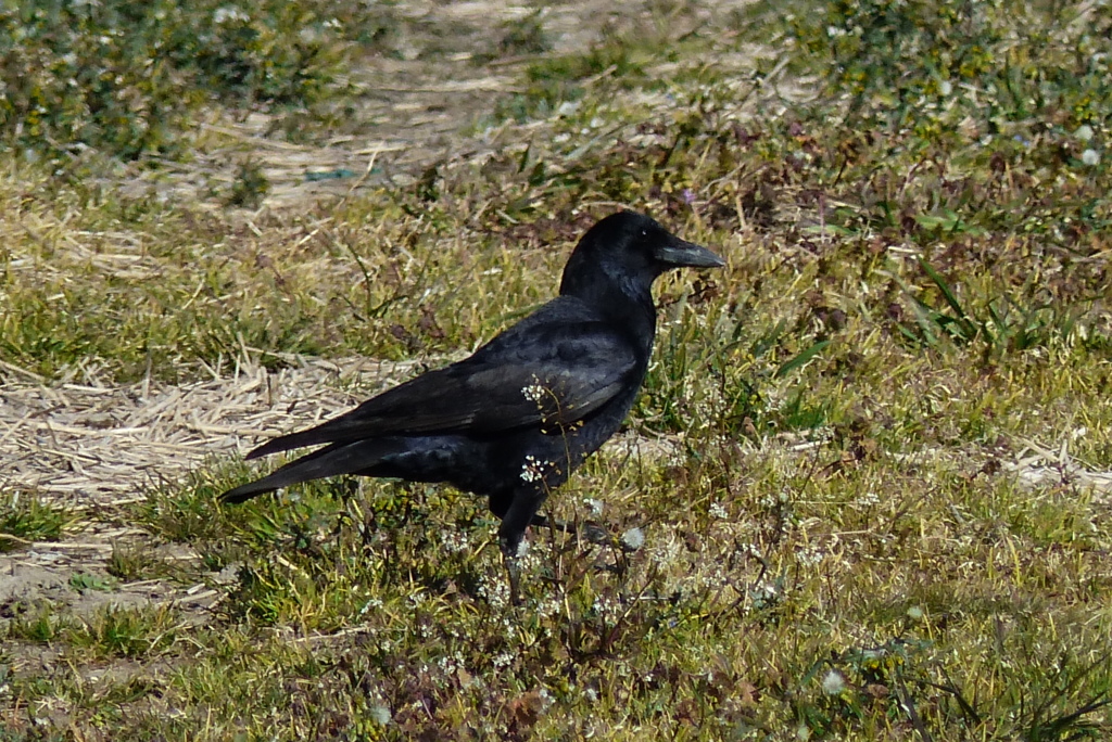 カラスを撮る