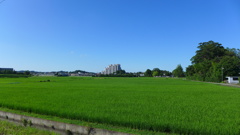 田園③