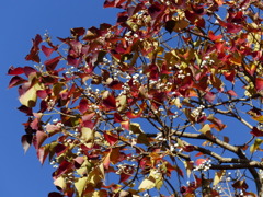 紅葉と白い実