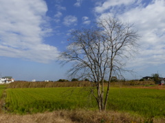 晩秋の風景