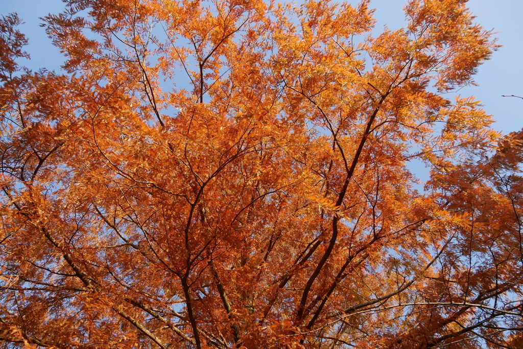 美しい紅葉