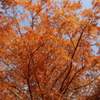 美しい紅葉