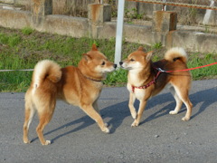 柴犬同士