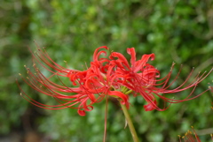 曼殊沙華