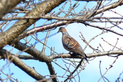 山鳩
