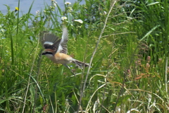 モズが飛んだ！