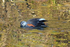 輝く水面