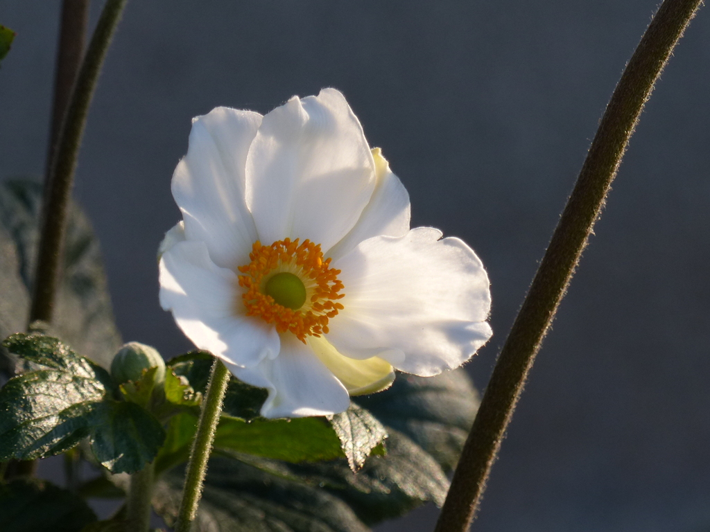 白花