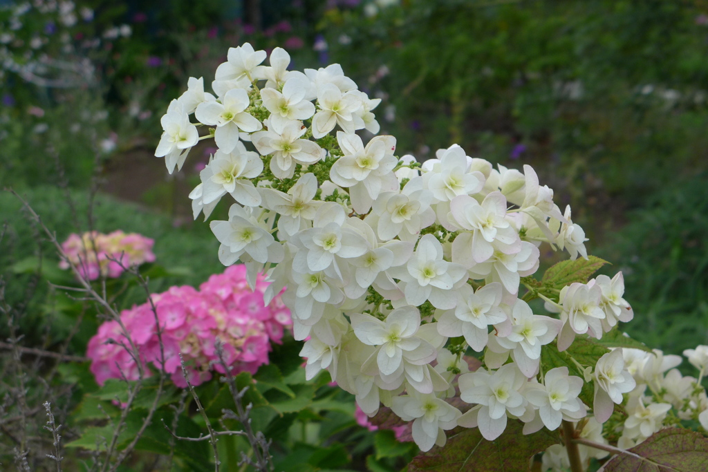 柏葉紫陽花