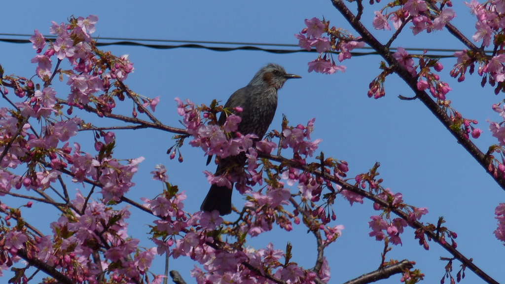 桜とヒヨドリ　1