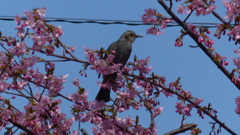 桜とヒヨドリ　1