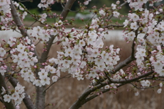 池傍の桜