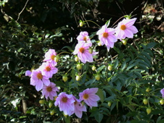 コウテイダリア