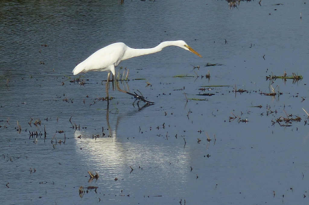 餌はどこにいる？