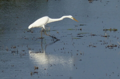 餌はどこにいる？