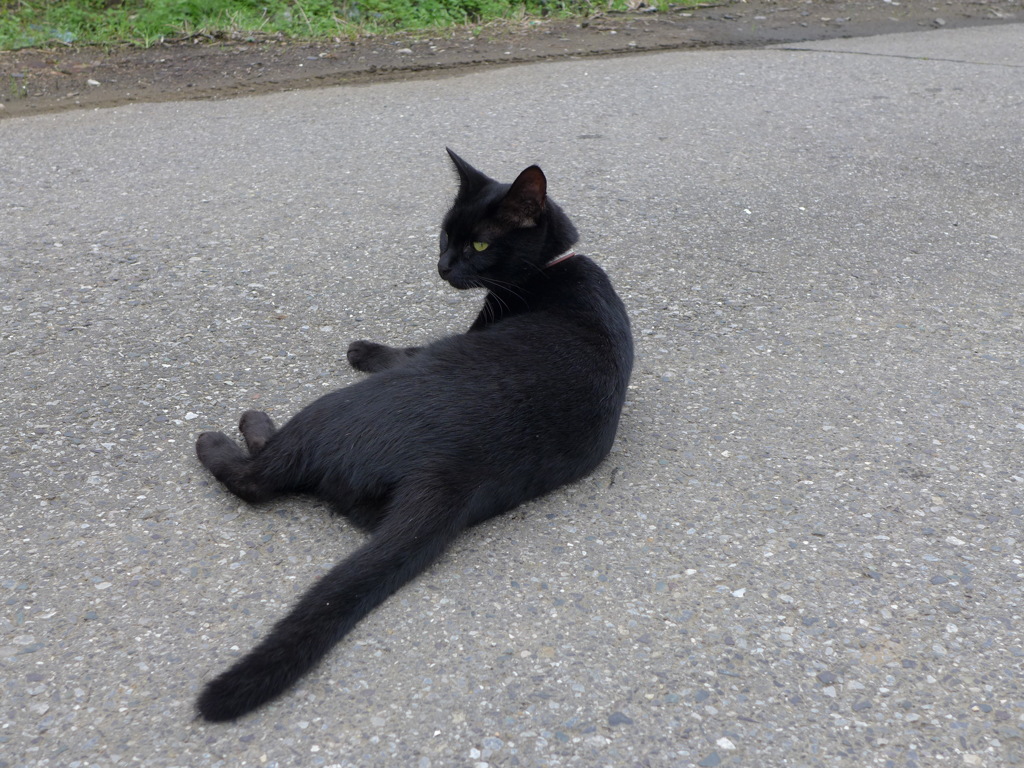 黒猫との出会い　1