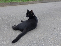 黒猫との出会い　1