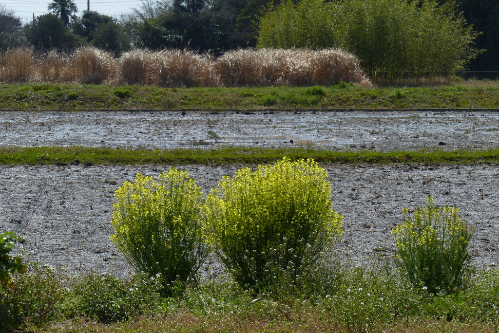 田園の片隅