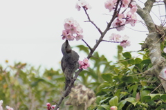 蜜のごちそう