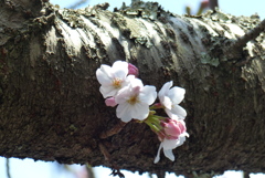 桜