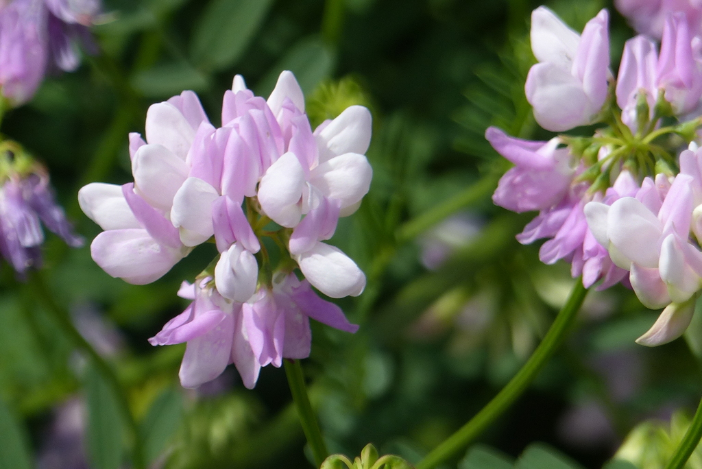 白とピンクの花