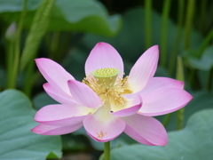 蓮　1