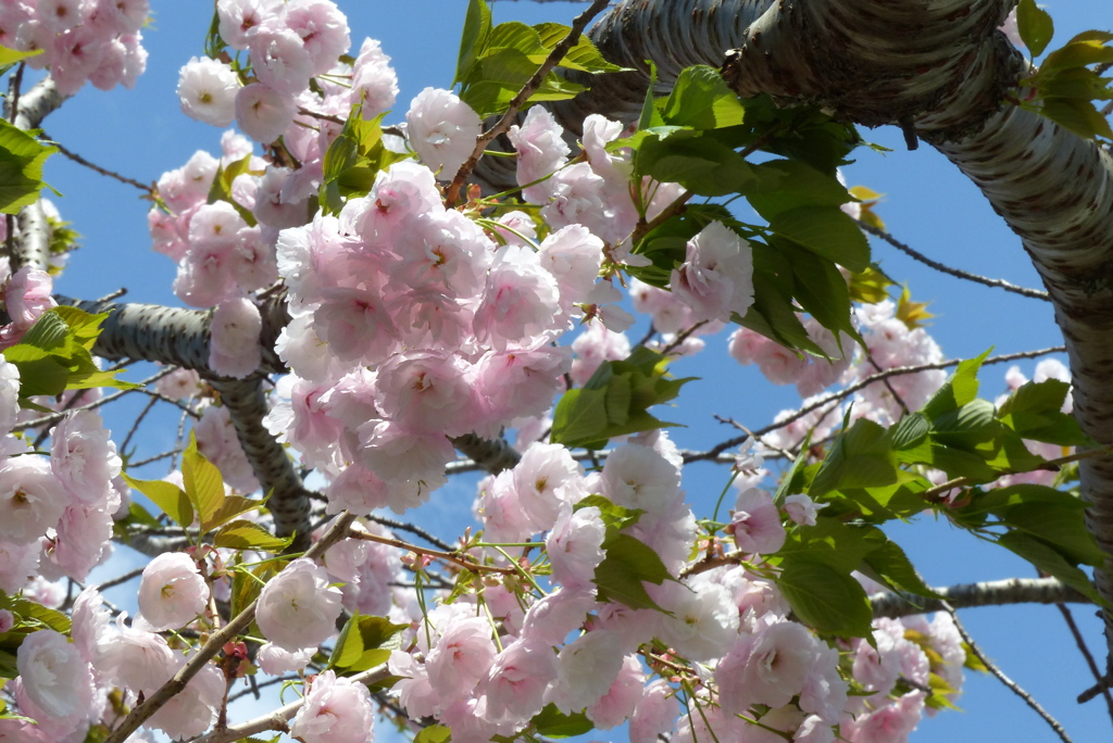 八重桜