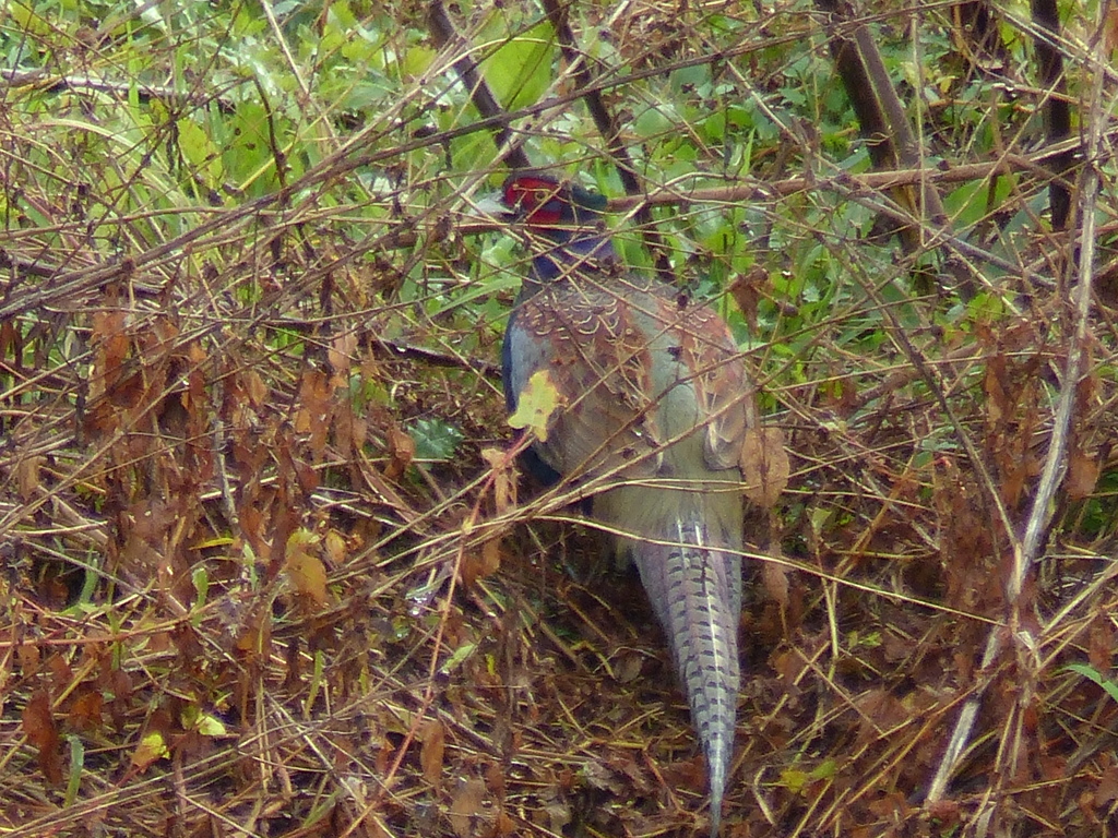 近くにいました