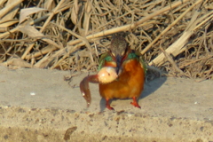 暴れる餌に四苦八苦