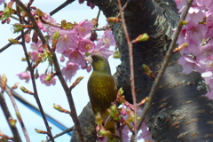 河津桜とカワラヒワ