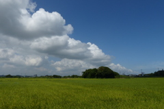 稲穂と夏雲
