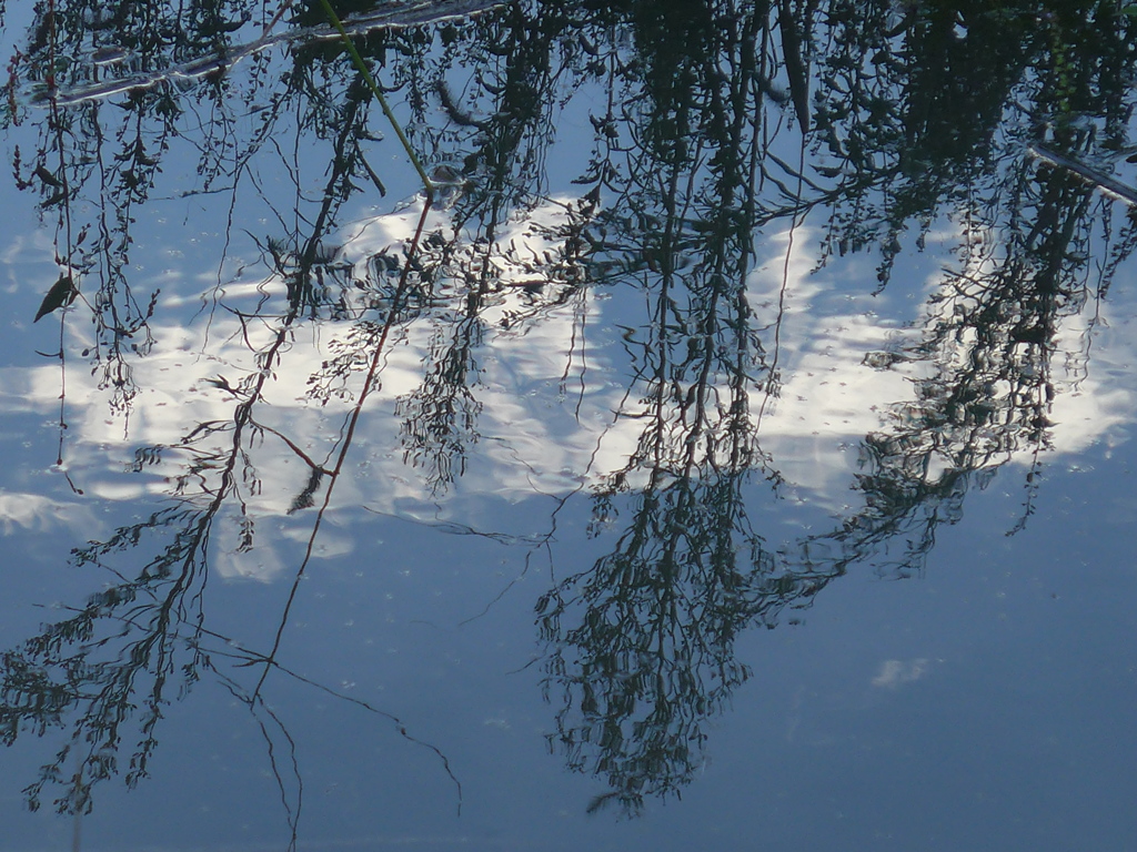 雑草の間の雲