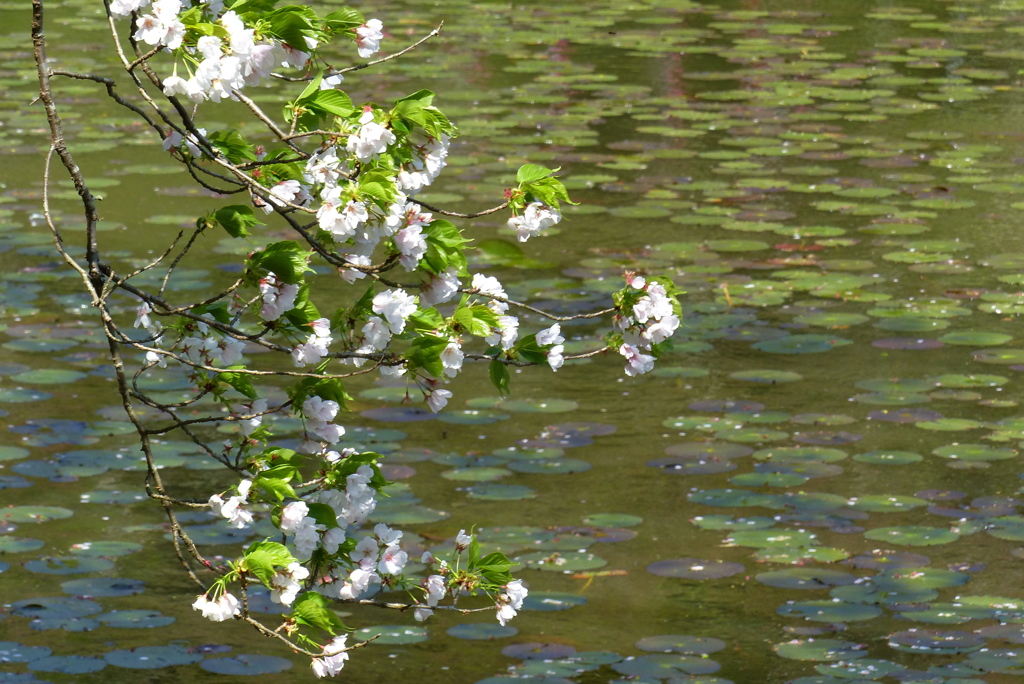 白い桜