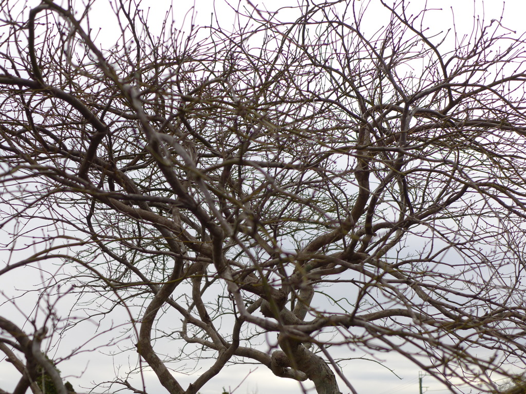 奔放な枝ぶり