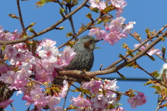 ヒヨドリと桜