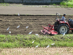 田起し