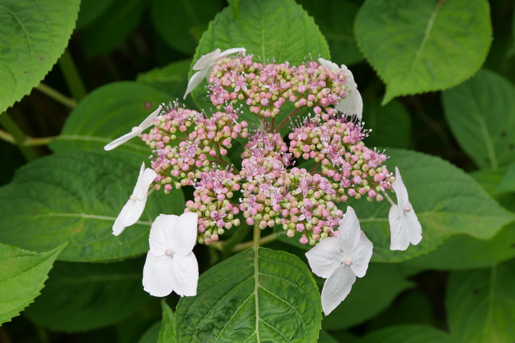 紫陽花　ピンク・白