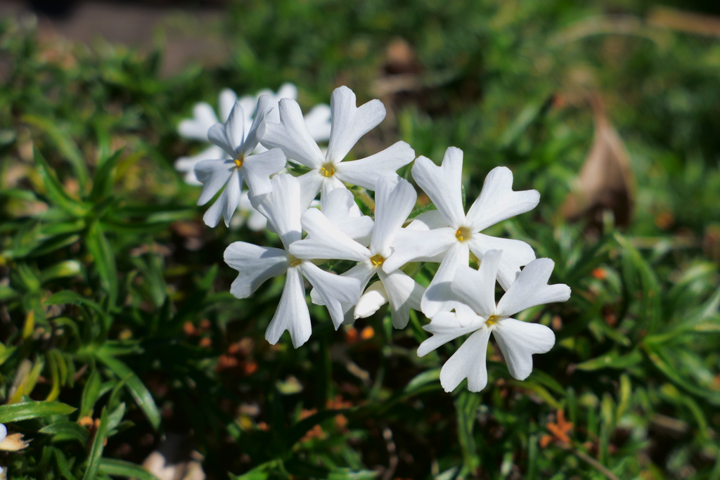 芝桜