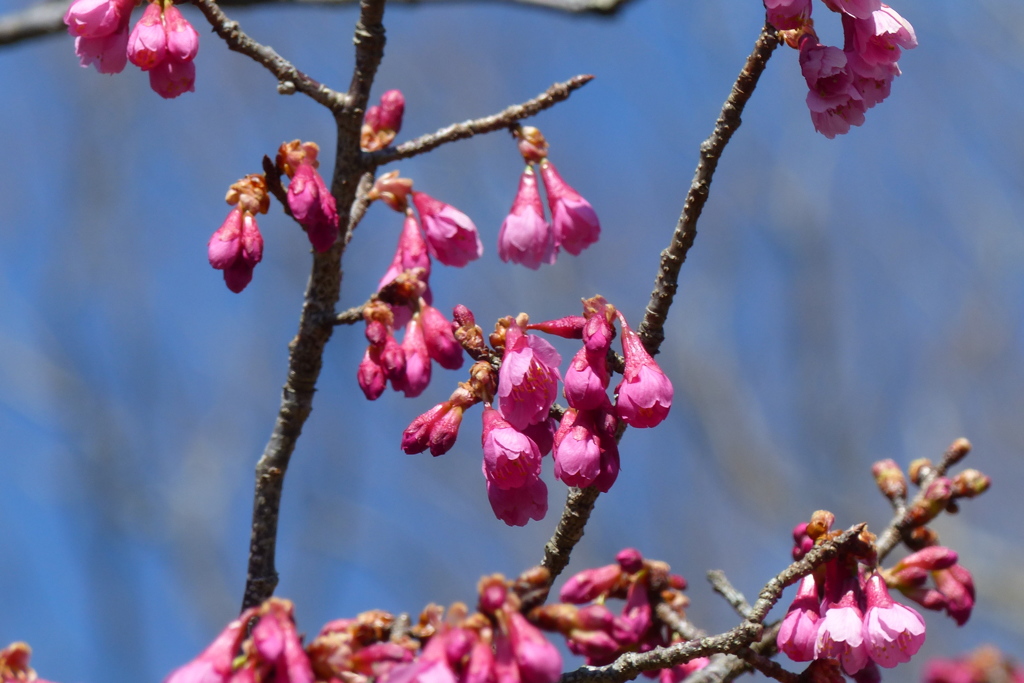 寒緋桜　2