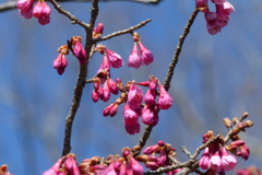寒緋桜　2