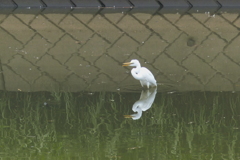 池のシラサギ