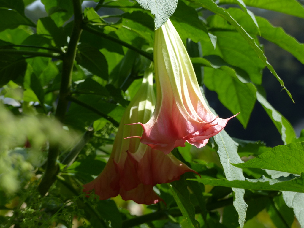 キダチチョウセンアサガオ