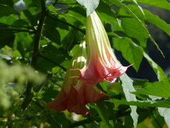 キダチチョウセンアサガオ